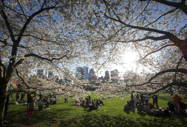 Cvjetanje trešanja u Vašingtonu...