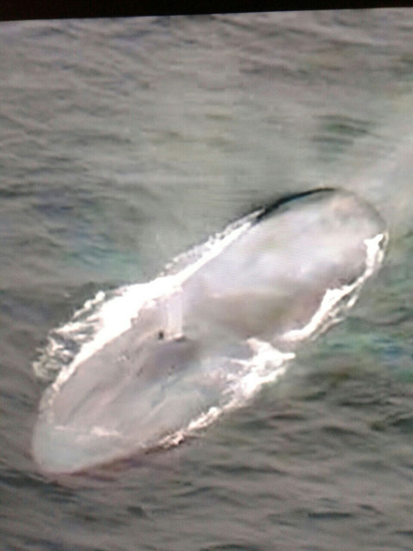 Obala Nove Gvineje - kit duži od 30 metara