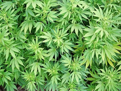 Marihuana - Foto: Wikipedia