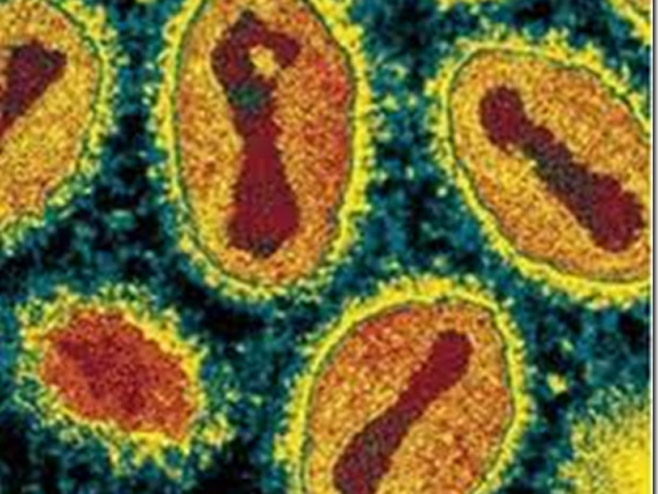 Virus varola vera - Foto: ilustracija