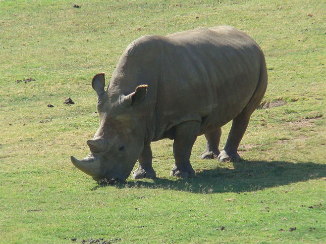 Sjeverni bijeli nosorog - Foto: Wikipedia