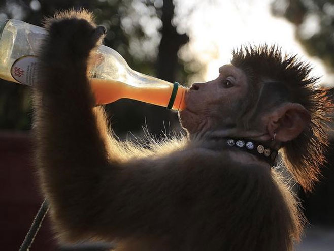 Majmun koji uveseljava turiste - Foto: Anadolija