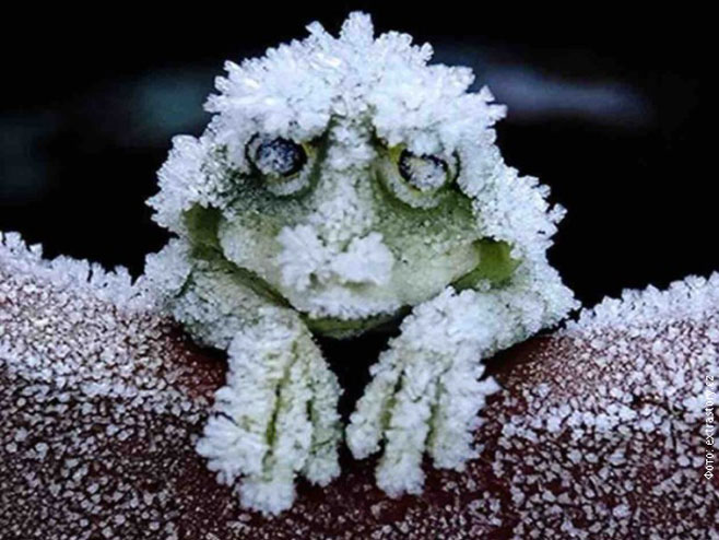 Zamrznuta žaba - Foto: RTS