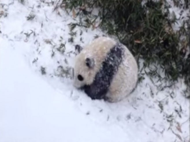 Panda uživa u prvom snijegu - Foto: Screenshot/YouTube