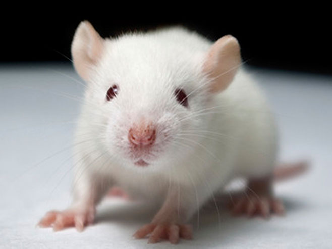 Laboratorijski miš - Foto: ilustracija
