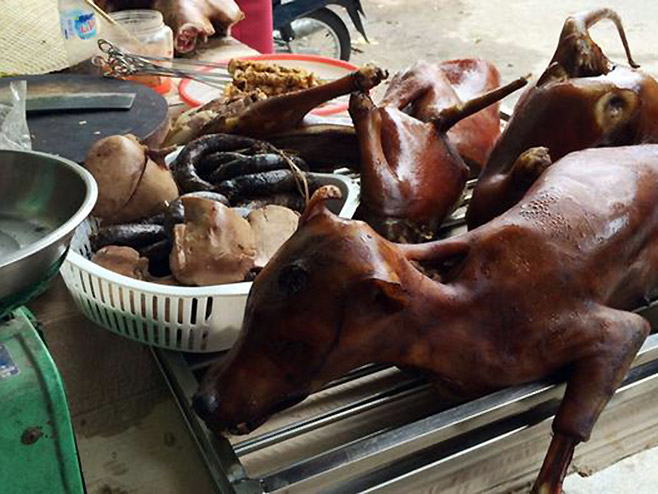 Psi u Vijetnamu (Foto: ACPA) - 