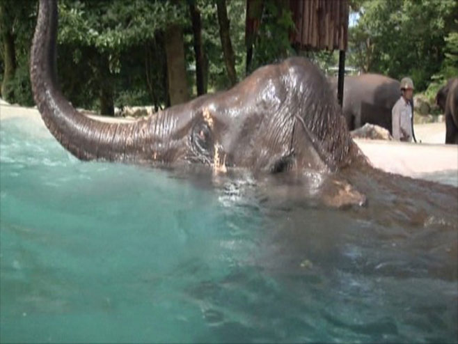 Slon uživa u bazenu    (Foto:24ur.com) - 