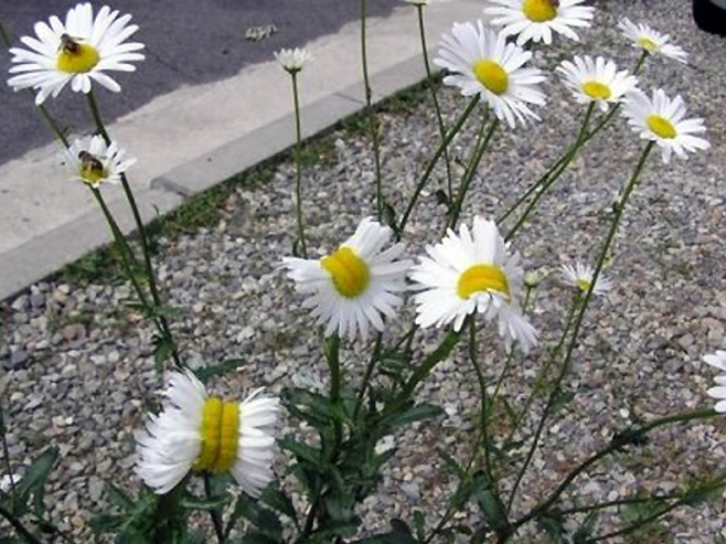 Mutirali cvjetovi u Fukušimi - Foto: Screenshot
