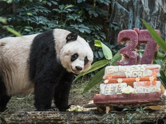 Najstarija panda na svijetu - Foto: The Telegraph