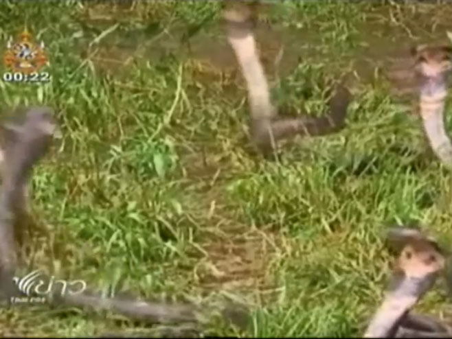 Kina: Selo puno zmija - Foto: Screenshot/YouTube