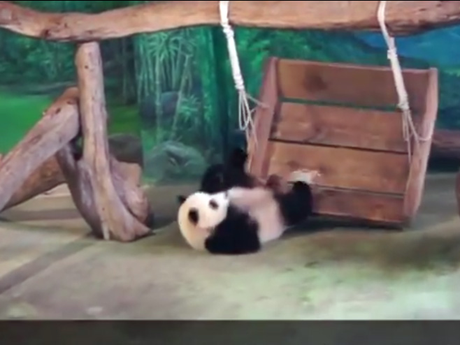Panda Đuen Cai - Foto: Screenshot/YouTube