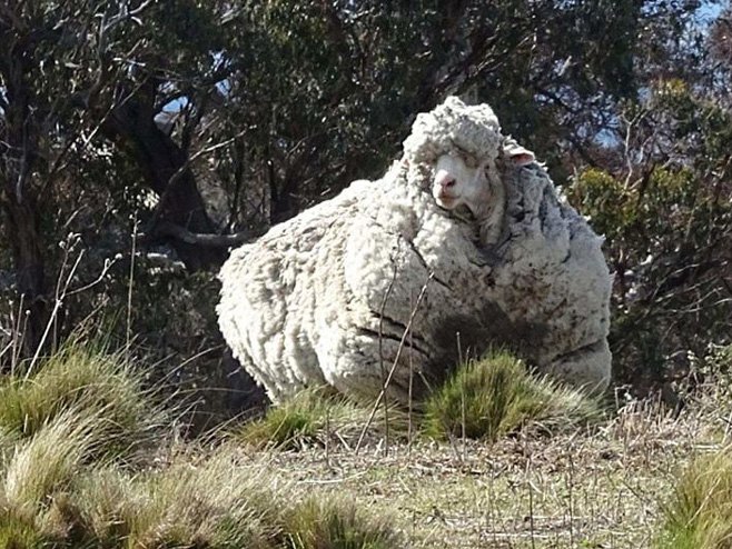 Kris, ovca sa 41 kilogram vune (Foto: .abc.net.au) - 