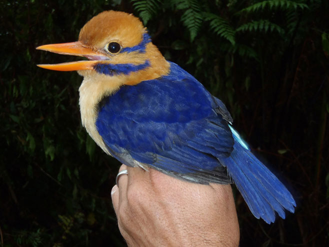 Actenoides bougainvillei-rijetka ptica koja živi na Solomonovim ostrvima (Foto: University of Kansas, Rob Moyle) - 