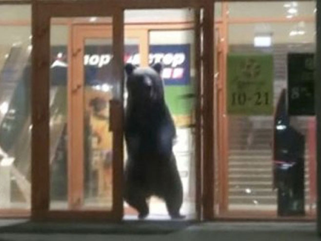 Medvjed provalio u tržni centar na istoku Rusije - Foto: Screenshot/YouTube