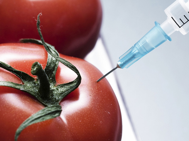 Paradajiz GMO (ilustracija) - Foto: Getty Images