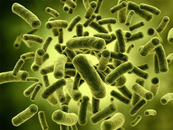 Bakterije - Foto: ilustracija