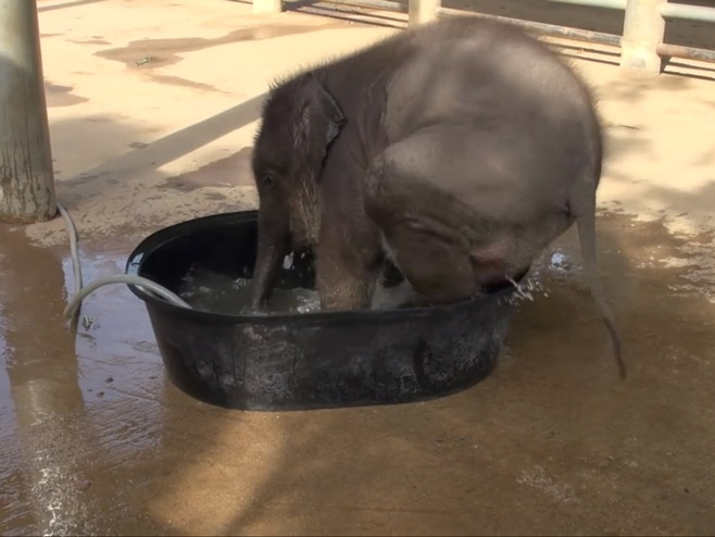 Mladunče slona se kupa - Foto: Screenshot/YouTube