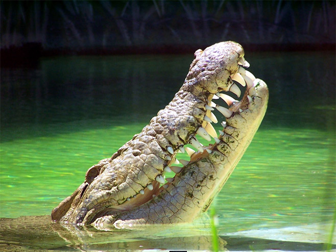 Krokodil (foto: flickr.com/DeusExFlorida) - 
