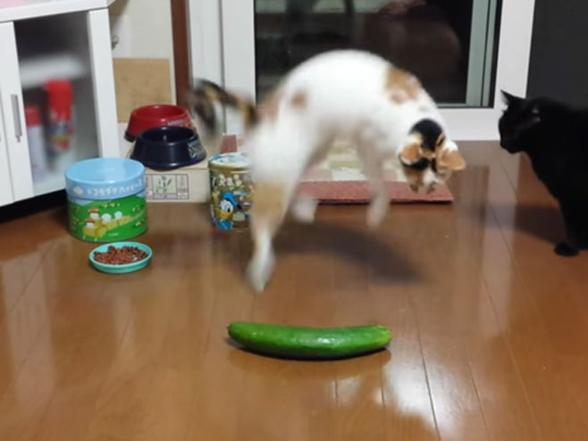 Mačke se boje krastavca - Foto: Screenshot/YouTube