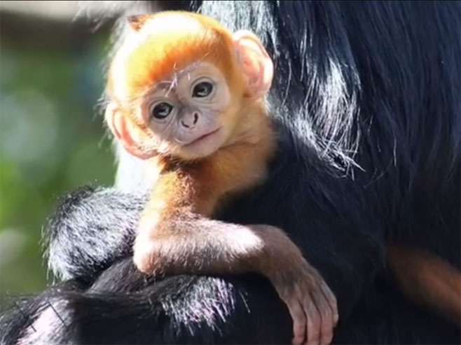 Majmunče rijetke riđe dlake - Foto: Screenshot/YouTube