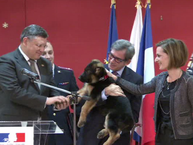 Policijsko štene Dobrinja uručeno francuskom ambasadoru u Moskvi - Foto: RT