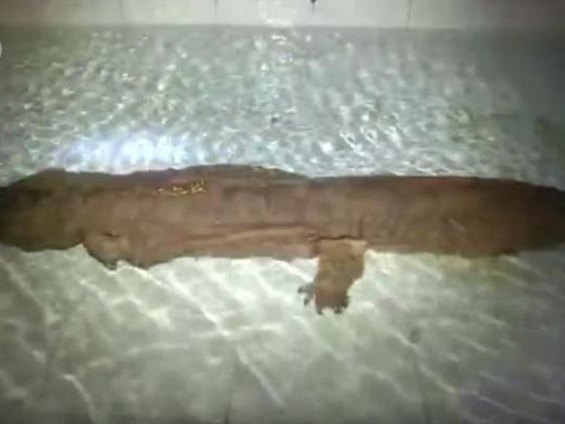Salamander 200 godina star - Foto: Screenshot