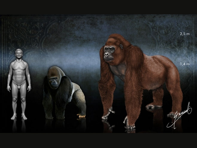 Gigantopithecus u poređenju sa čovjekom i gorilom - Foto: ilustracija