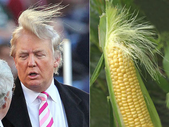 Čuvena frizura Donalda Trampa podsjeća na klip kukuruza - Foto: ilustracija