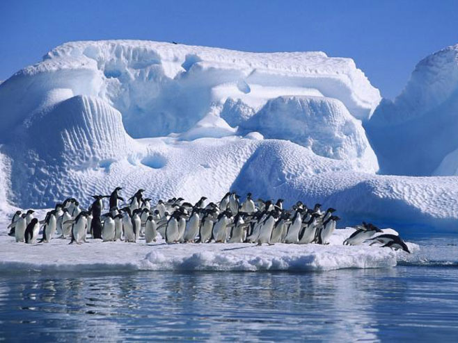 Pingvini (Foto: thedailystar.net) - 