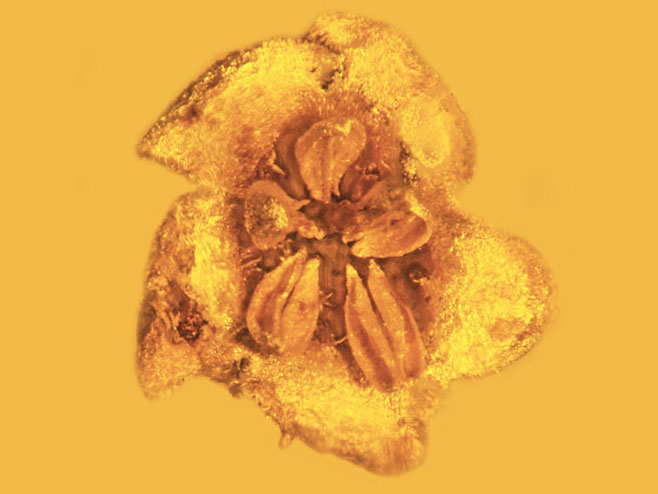 Fosilizovani cvijet star 15 miliona godina pronađen u ćilibaru (Foto:  Oregon State University / Flickr ) - 