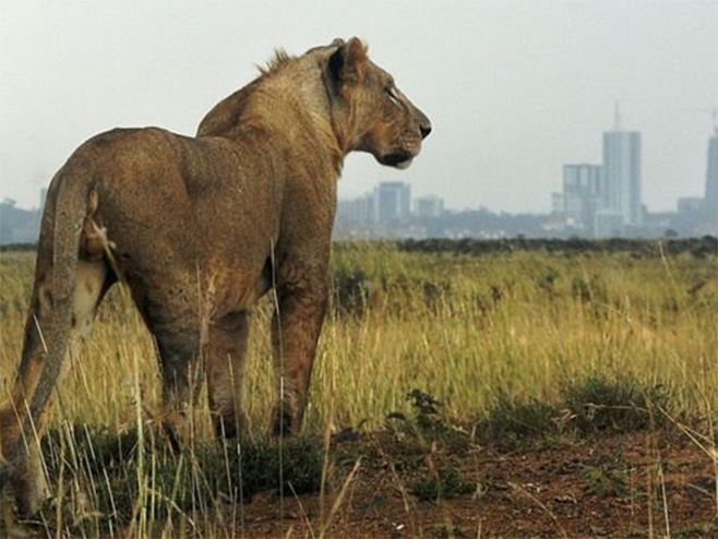 Najrobi nacionalni park - Foto: AFP
