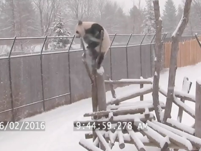 Kad se panda majmuniše - Foto: Screenshot/YouTube