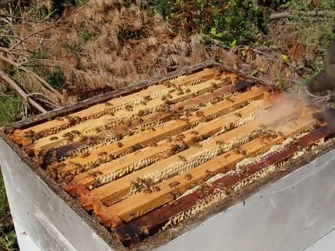 Istrenirao pčele da prave med iz marihuane - Foto: Screenshot/YouTube