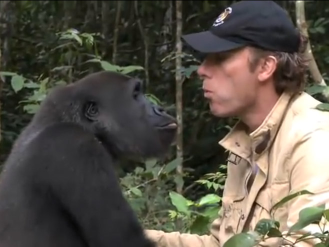 Gorila prepoznala prijatelja nakon 5 godina - Foto: Screenshot/YouTube