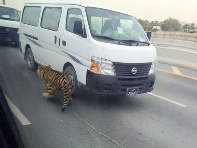 Tigar šetao auto-putem u Dohi - Foto: Screenshot
