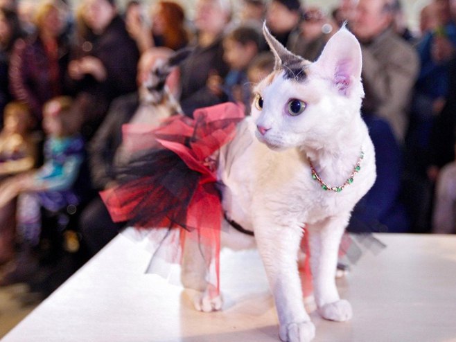Mis Mjau Ukrajine: Mačke u utrci za najljepšu (mashable.com) - 
