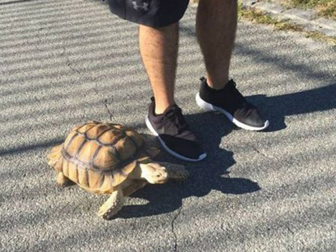 Profesionalni šetač kornjača - Foto: ilustracija