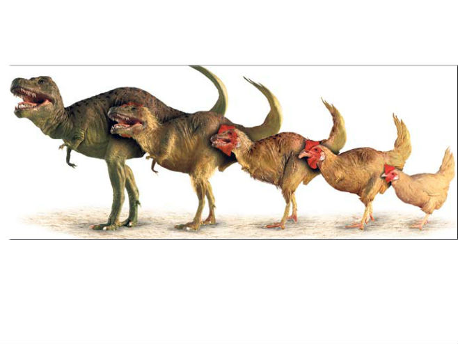 Evolucija dinosaurusa u kokošku - Foto: ilustracija