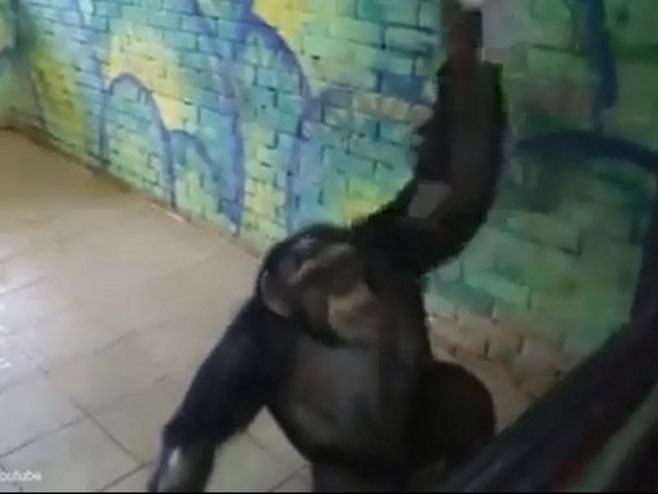 Čimpanza Anfisa - Foto: Screenshot/YouTube