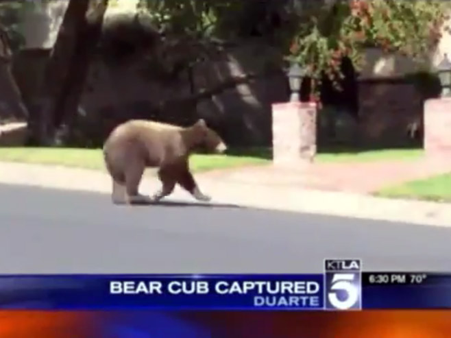 Medvjed na ulicama Los Anđelesa - Foto: Screenshot/YouTube