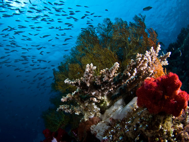 Koralni greben (Foto:delo.si) - 