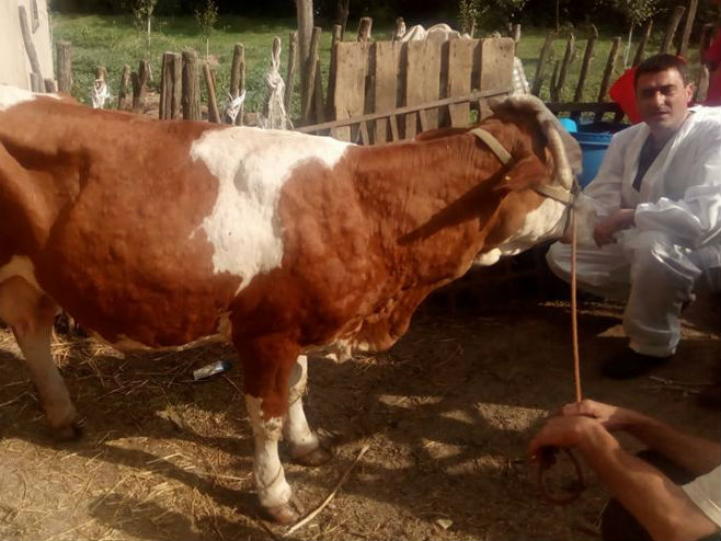 Bolest krava - "kvrgava koža" - Foto: RTRS
