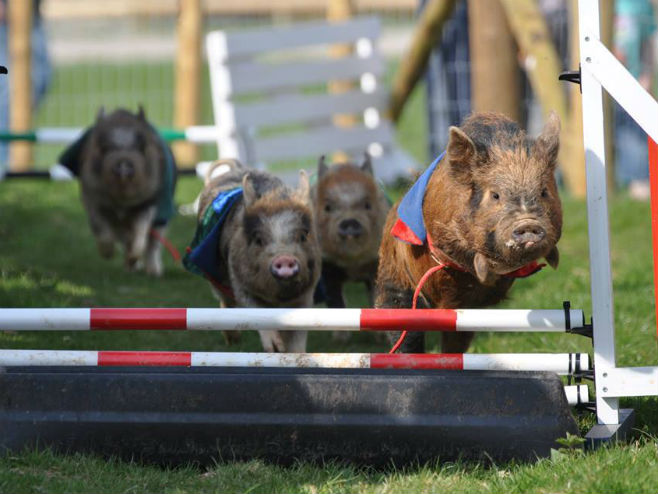 Trka svinja za ishod Bregzita (Foto: facebook/pennywellfarm/photo) - 