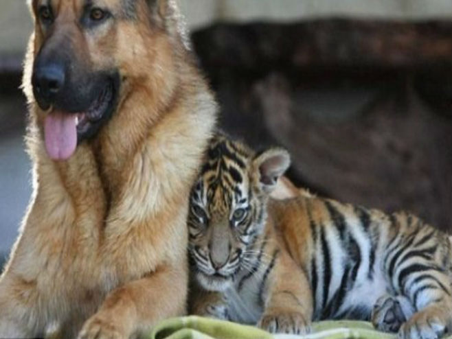 Vučjak i tigar najbolji prijatelji (Foto: Mogo Zoo) - 