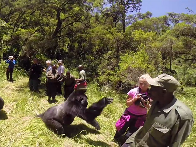 Žena poslije udarca gorile prošla bez povreda - Foto: Screenshot/YouTube