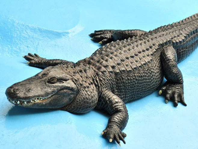 Muja, najstariji američki aligator (Foto: beozoovrt.rs) - 