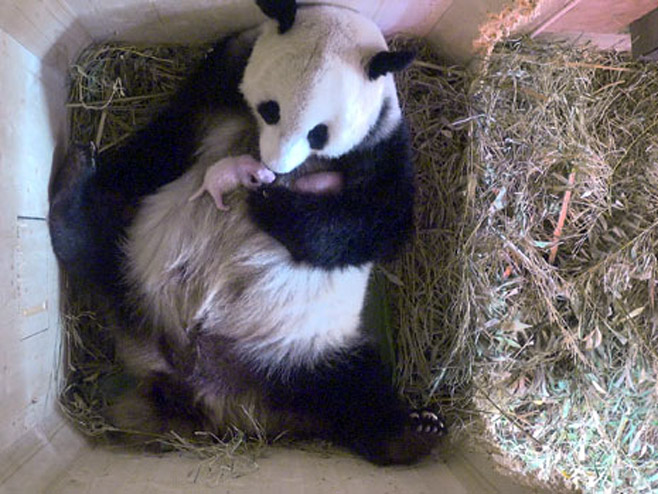 Panda u bečkom Zoo-vrtu - Foto: AP