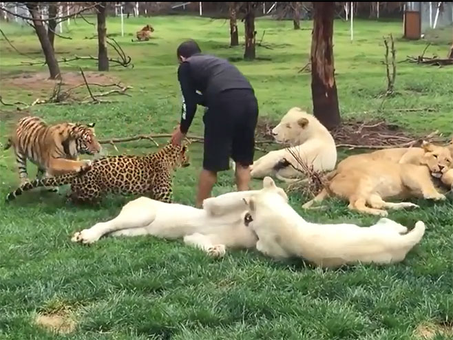 Tigar odbranio svog krotitelja od leoparda - Foto: Screenshot/YouTube