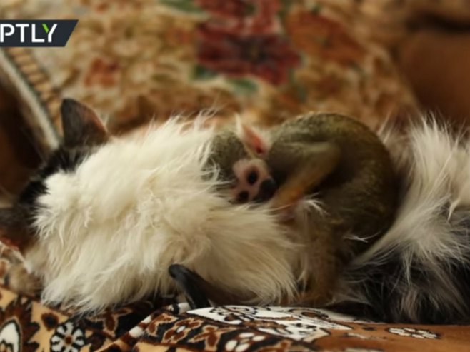 Mačka usvojila bebu majmuna - Foto: Screenshot/YouTube