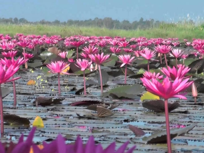 Јezero crvenih lotosa - Foto: Screenshot/YouTube